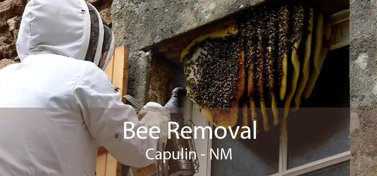 Bee Removal Capulin - NM