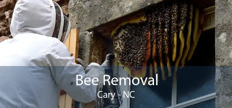 Bee Removal Cary - NC