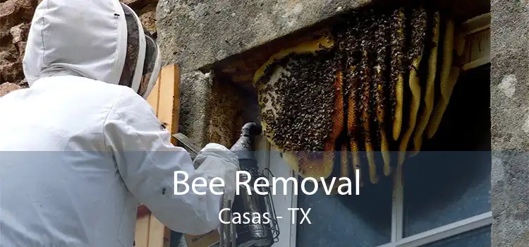 Bee Removal Casas - TX
