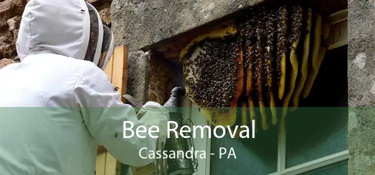 Bee Removal Cassandra - PA