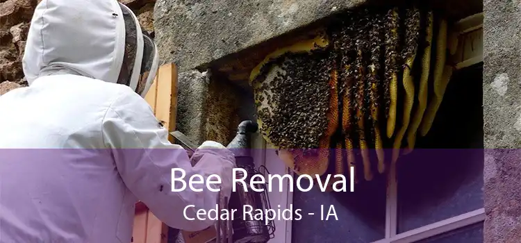 Bee Removal Cedar Rapids - IA