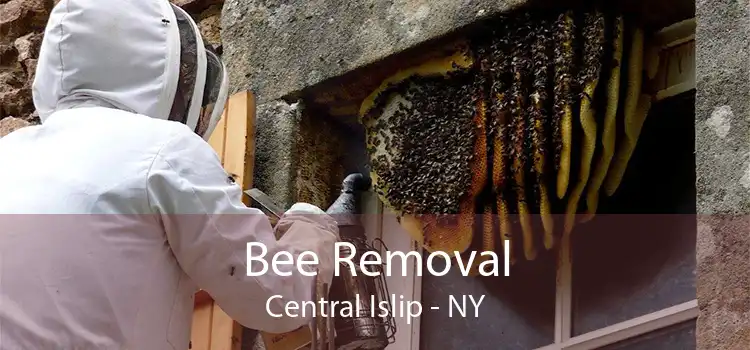 Bee Removal Central Islip - NY