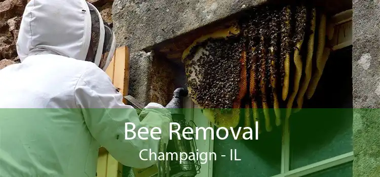 Bee Removal Champaign - IL