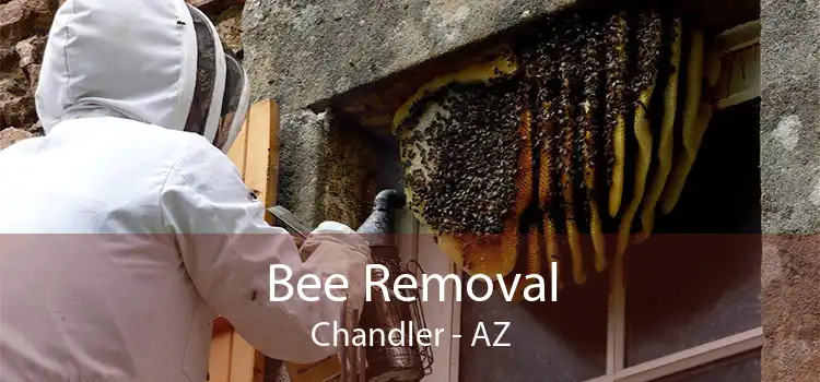 Bee Removal Chandler - AZ