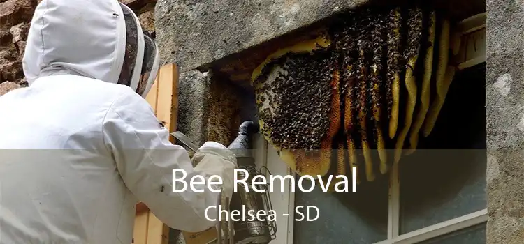 Bee Removal Chelsea - SD