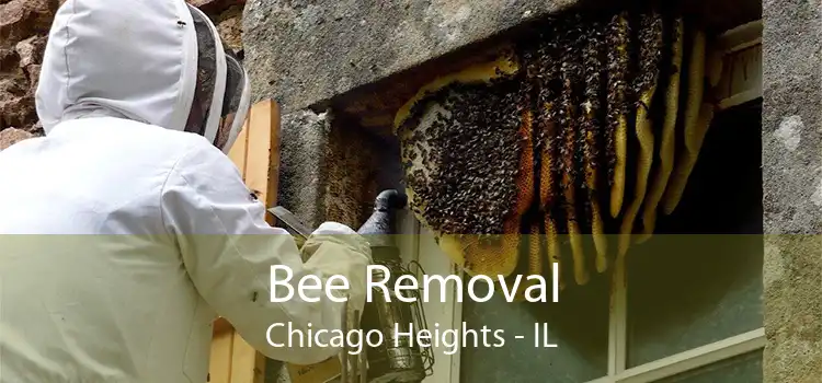 Bee Removal Chicago Heights - IL