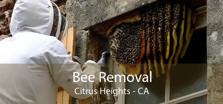 Bee Removal Citrus Heights - CA