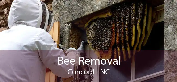 Bee Removal Concord - NC