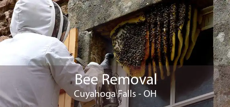 Bee Removal Cuyahoga Falls - OH