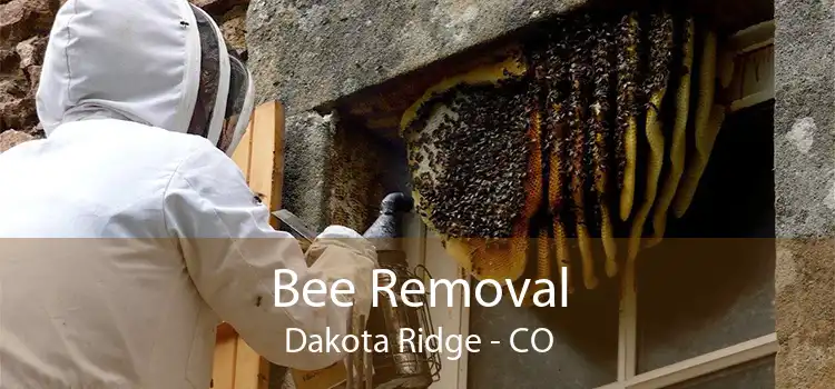 Bee Removal Dakota Ridge - CO