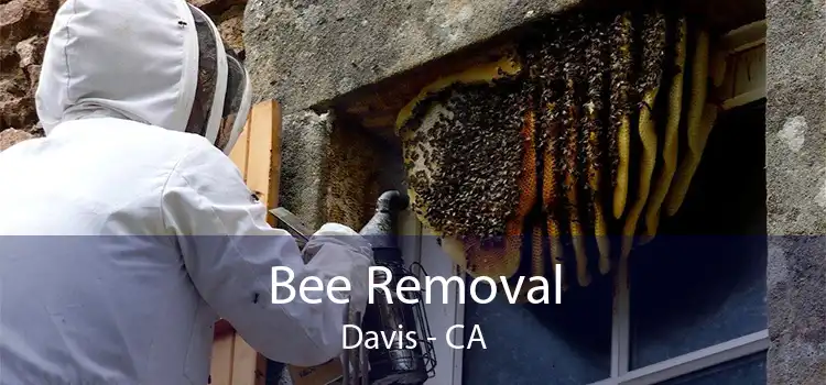 Bee Removal Davis - CA