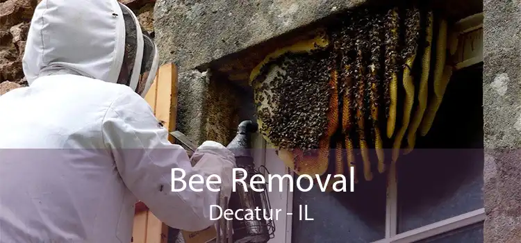 Bee Removal Decatur - IL