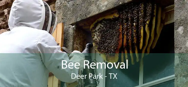 Bee Removal Deer Park - TX