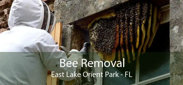 Bee Removal East Lake Orient Park - FL