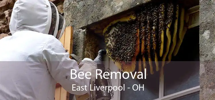 Bee Removal East Liverpool - OH