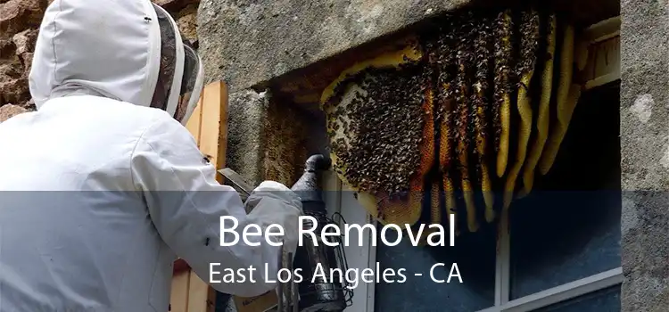 Bee Removal East Los Angeles - CA