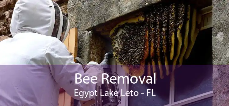 Bee Removal Egypt Lake Leto - FL