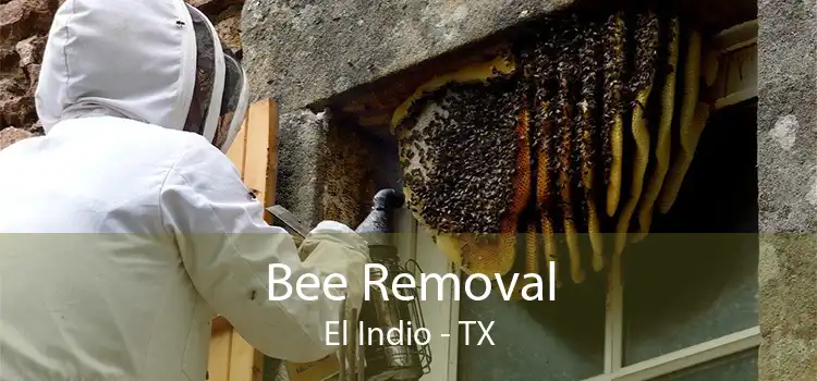Bee Removal El Indio - TX