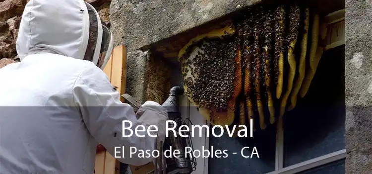 Bee Removal El Paso de Robles - CA