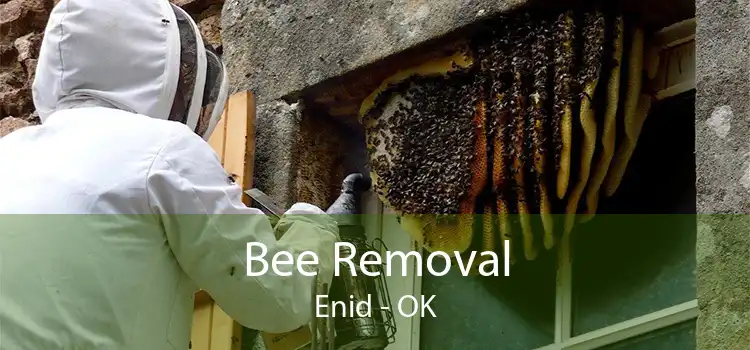 Bee Removal Enid - OK