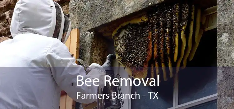 Bee Removal Farmers Branch - TX