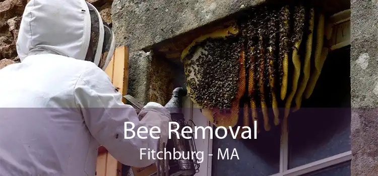 Bee Removal Fitchburg - MA