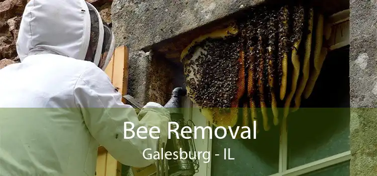 Bee Removal Galesburg - IL