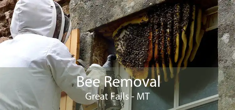 Bee Removal Great Falls - MT