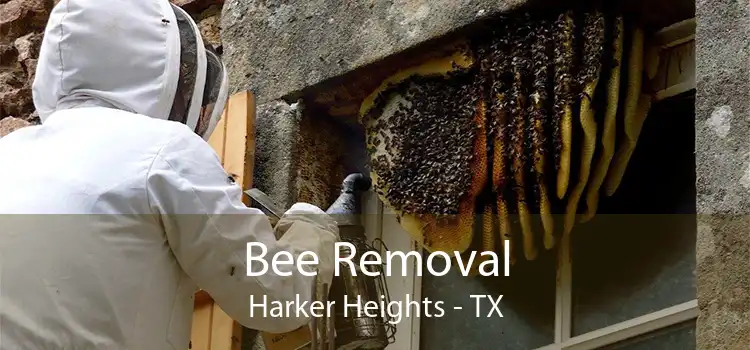 Bee Removal Harker Heights - TX