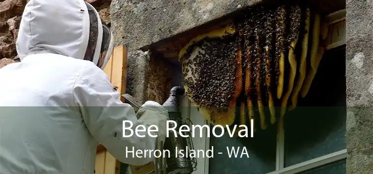 Bee Removal Herron Island - WA