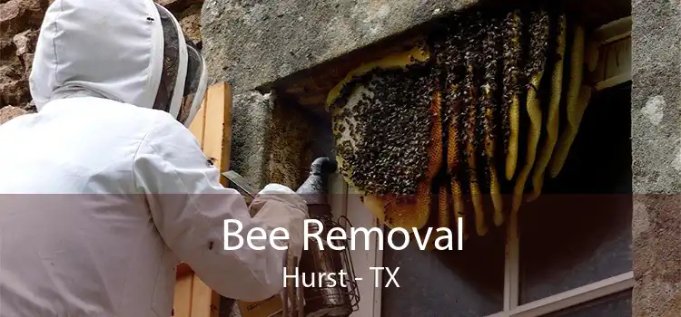 Bee Removal Hurst - TX