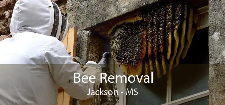 Bee Removal Jackson - MS