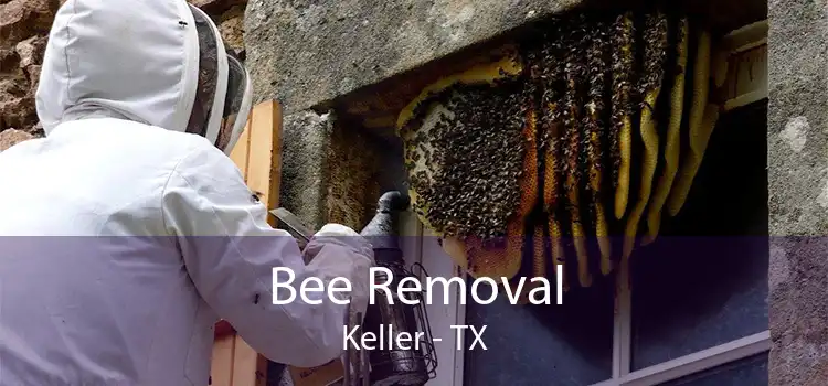 Bee Removal Keller - TX