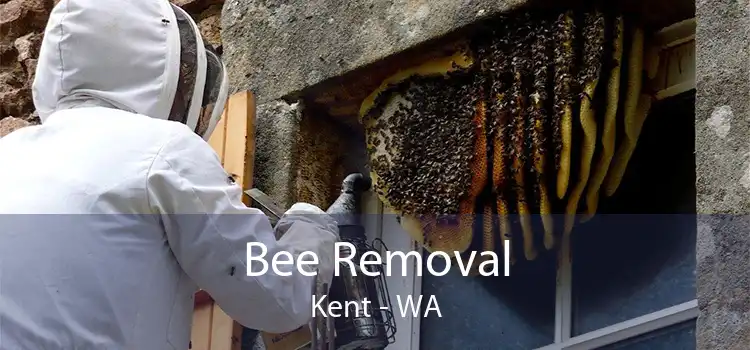 Bee Removal Kent - WA