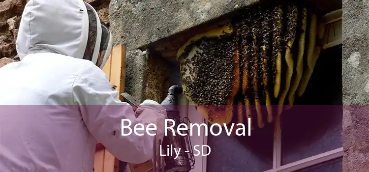 Bee Removal Lily - SD