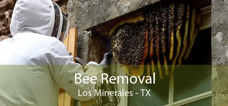 Bee Removal Los Minerales - TX