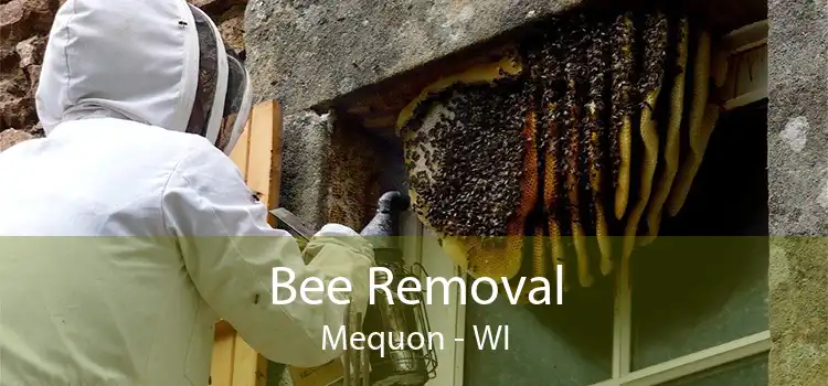 Bee Removal Mequon - WI