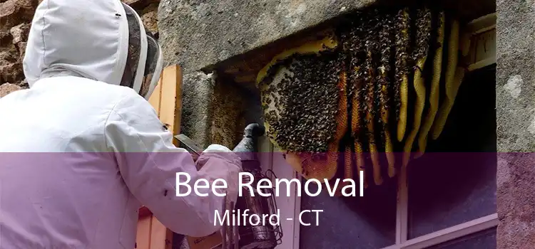 Bee Removal Milford - CT