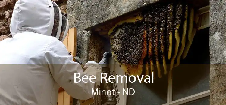 Bee Removal Minot - ND
