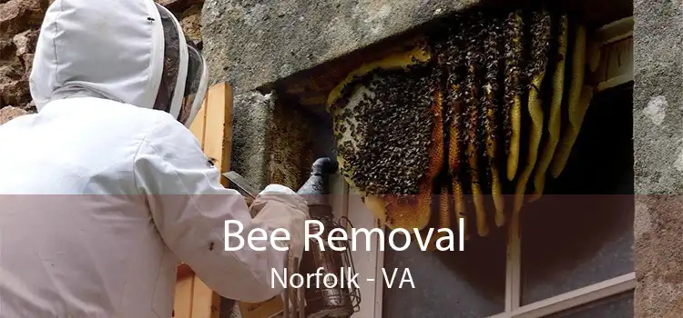 Bee Removal Norfolk - VA