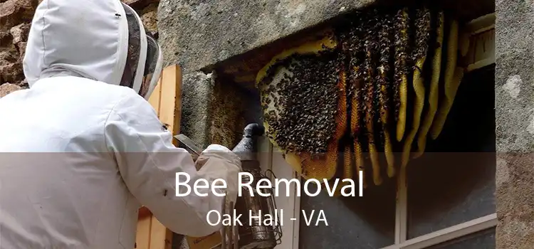 Bee Removal Oak Hall - VA