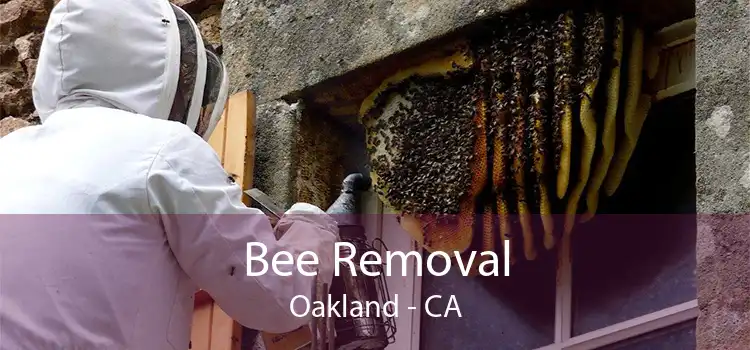 Bee Removal Oakland - CA