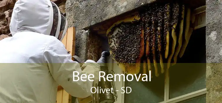 Bee Removal Olivet - SD