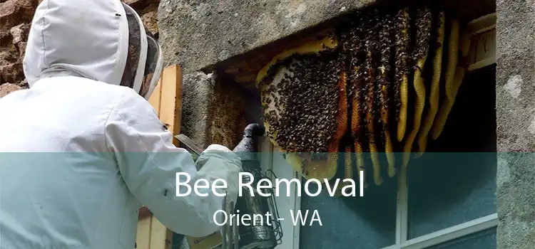 Bee Removal Orient - WA