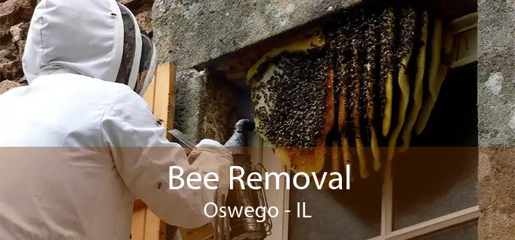 Bee Removal Oswego - IL