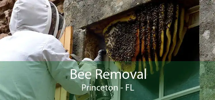 Bee Removal Princeton - FL