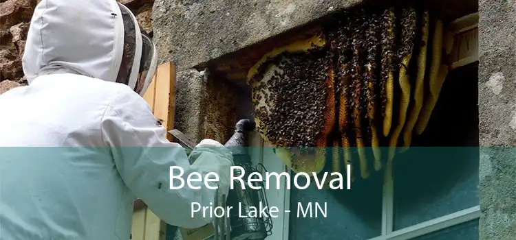 Bee Removal Prior Lake - MN
