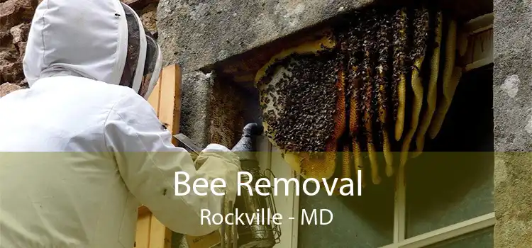 Bee Removal Rockville - MD