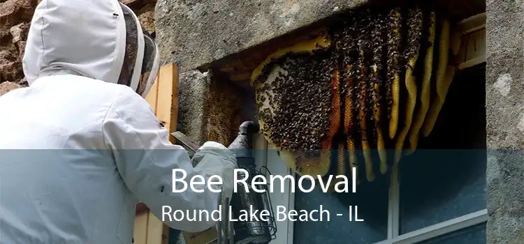 Bee Removal Round Lake Beach - IL