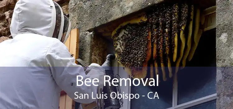 Bee Removal San Luis Obispo - CA